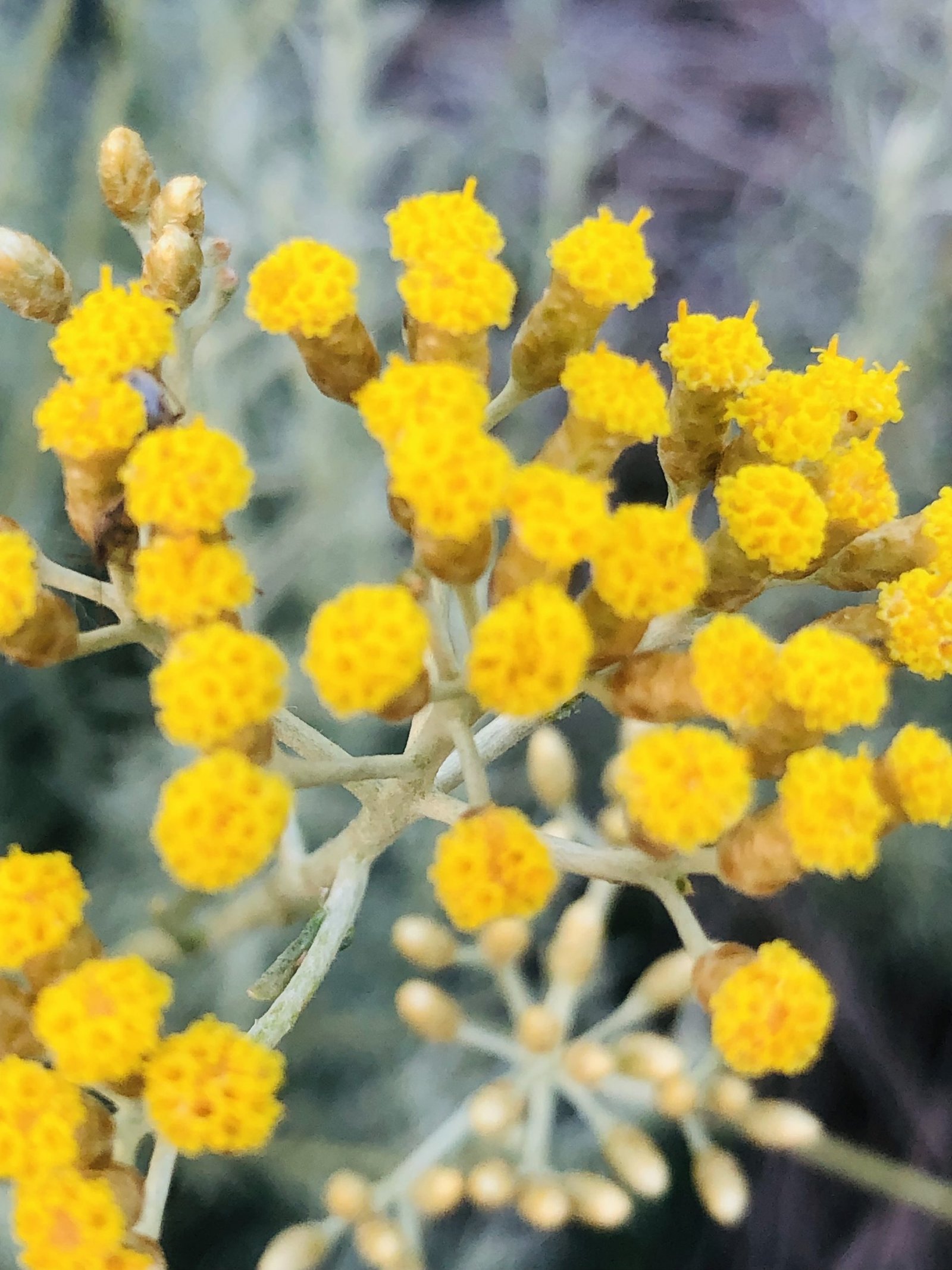 fleurs aromatiques pour composition cosmétiques alby sur chéran