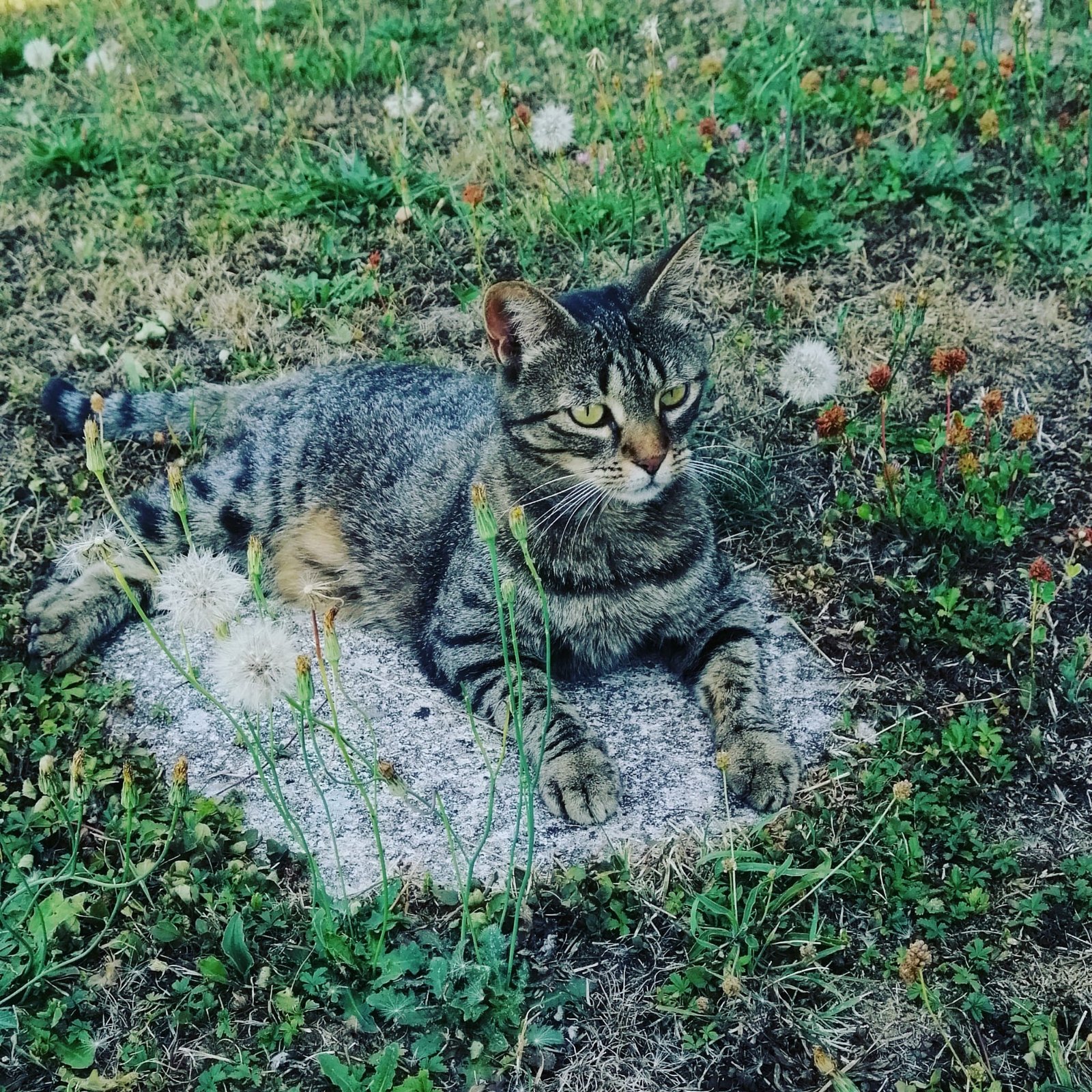 chat dans le jardin