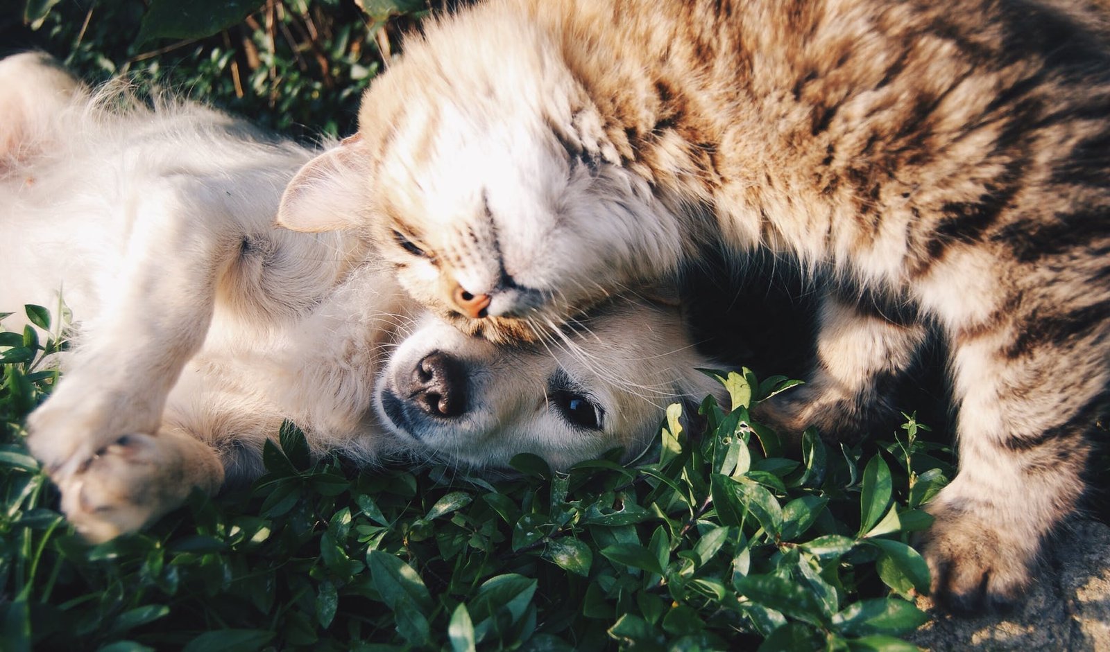 câlins entre animaux bien-être animal